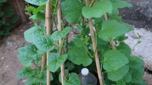 Как вырастить шпинат от посева семян до сбора урожая