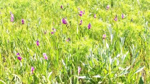 Очень красивая Природа. Так цветет гладиолус болотный.