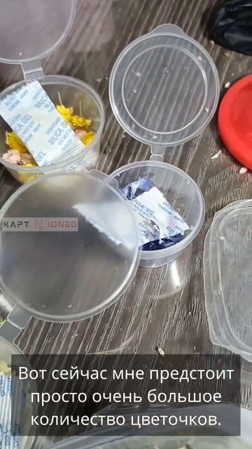 безопасность сухоцветов от влаги смотреть онлайн