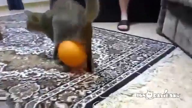 Кот и шарик! Прикол