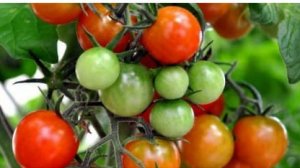 Чем подкормить помидоры после высадки в грунт.