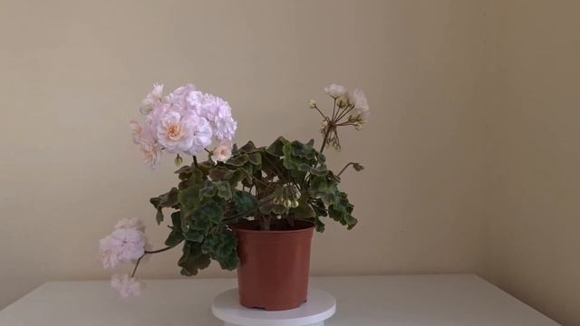 Нева Аврора