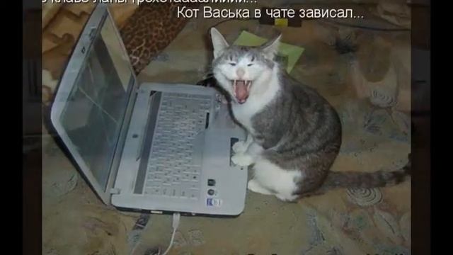 Смешные картинки котов смотреть онлайн