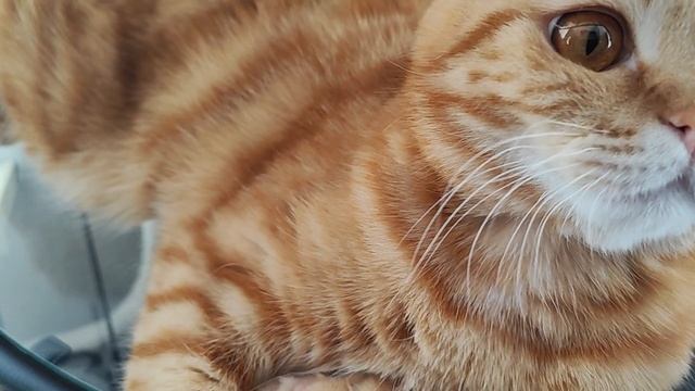 релакс, лежбище, лечебное валяние😸😄😀👍 смотреть онлайн