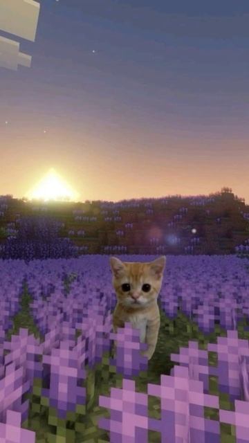 обои на телефон с котами #demonslayer #cat #457 #squidgame #врекипж смотреть онлайн