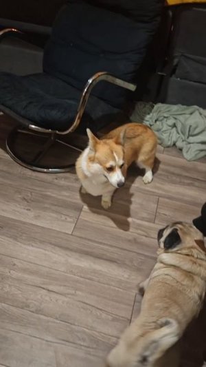 Настойчивый тычинг