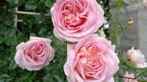 🌹 Роза "Абрахам дерби"🌹, первое цветение. Май 2025.