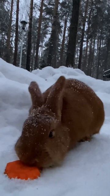 Кролик и морковка смотреть онлайн