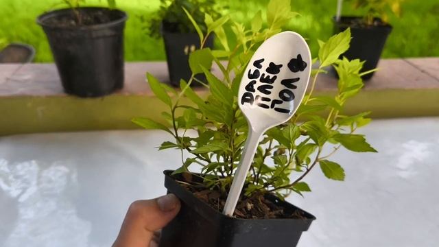 Саженцы гортензии сбежавшая невеста и спиреи японской с Озон - стоит ли брать? обзор смотреть онлайн