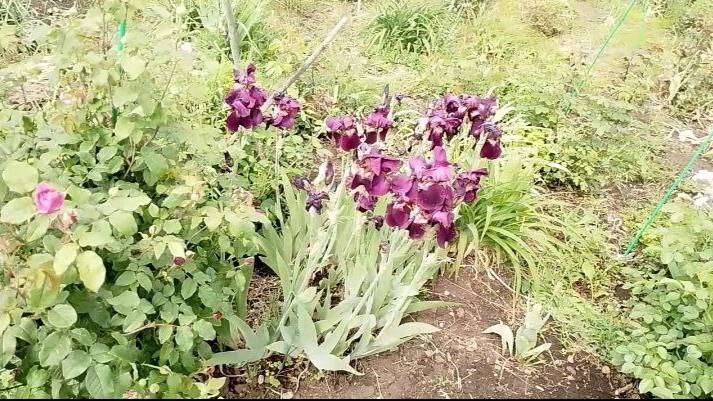 Влог. Испекла пиццу, что полезного сделала в цветнике. смотреть онлайн