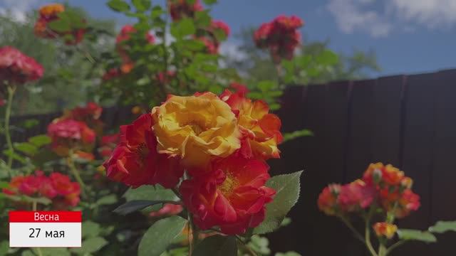 А-ля сад! Дневник наблюдений. Часть седьмая. смотреть онлайн