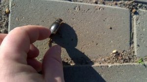 06 - Жук Плавунец - 2025