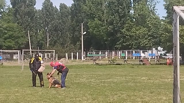 OHRA Bright Yard - №36. КЧК КРАСНОДАР 24 мая`25 Н.Морева Моно нем.овч.