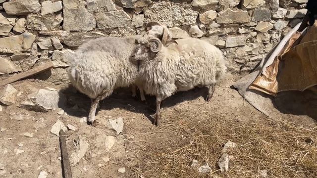 Барана на Курбан смотреть онлайн