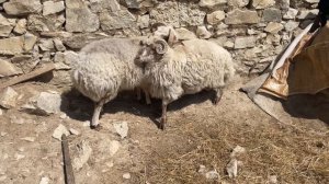 Барана на Курбан