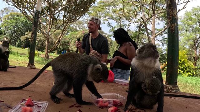 ЖИЗНЬ с МОЛОДЫМИ ДЕВЧЁНКАМИ за КОПЕЙКИ / ЛУЧШИЕ ЛЕСНЫЕ ОБЕЗЬЯНКИ в НАЙРОБИ смотреть онлайн