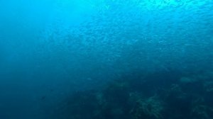 Дайвинг на Моалбоале. Сардины. Филиппины 2025 / Diving Moalboal. Sardines. Philippines 2025