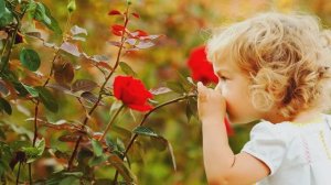 Отчего на голове не растут цветочки