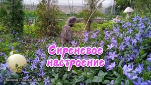 Сиреневое настроение - красивая музыка, аккордеон, весенние сиреневый цветы