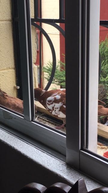 Голуби делают гнездо на подоконнике. shorts смотреть онлайн