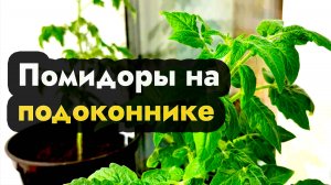 Выращиваем домашние помидоры на подоконнике, как вырастить помидоры дома на подоконнике