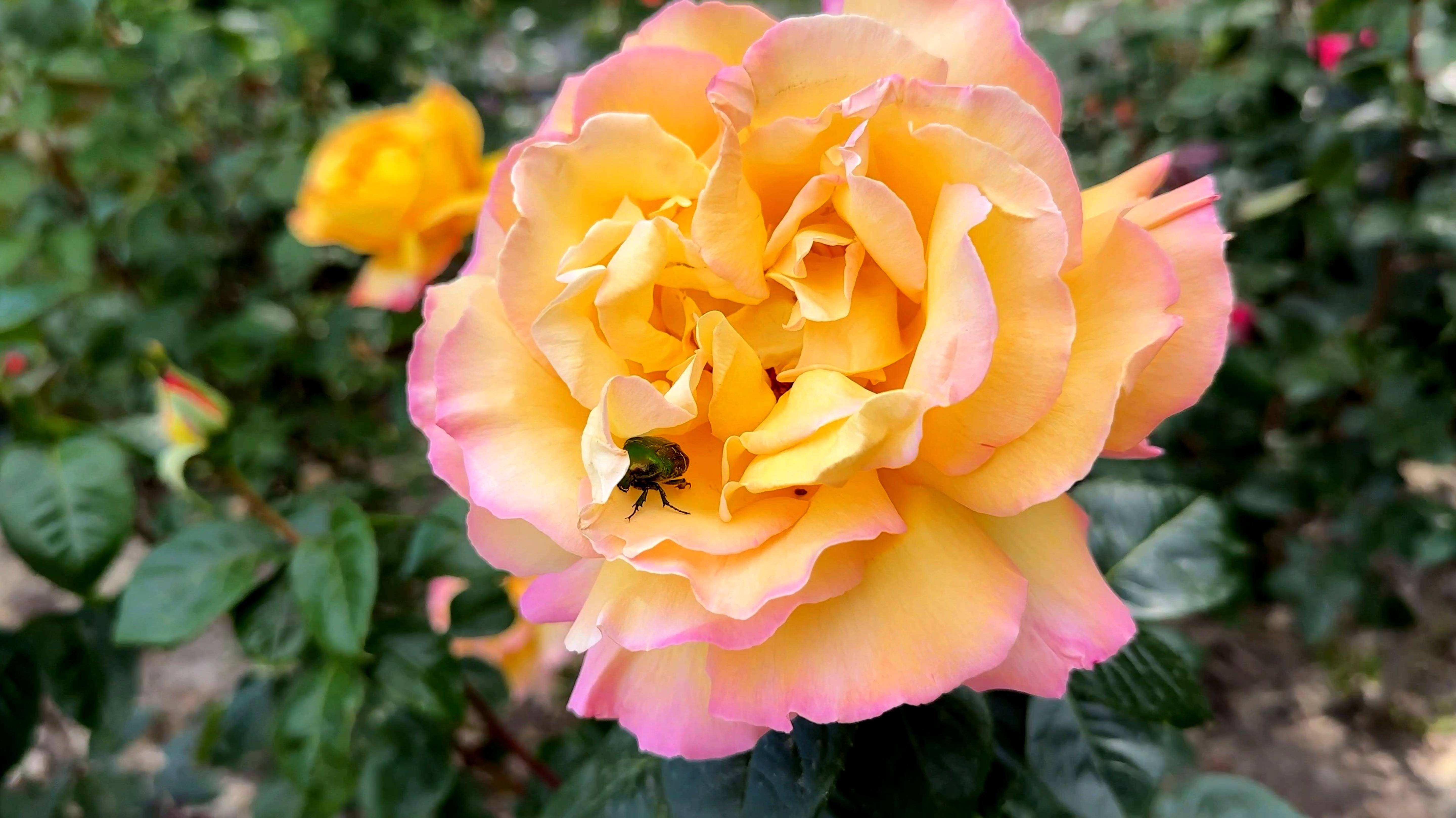 Крым - обзор пляжей, но сначала красивые розы и цены на бензин. Температура моря. Малый Маяк.