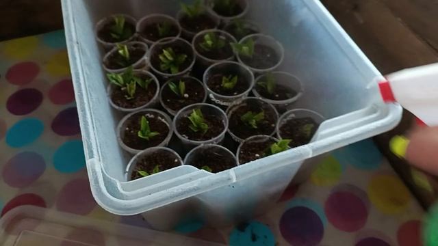 Нормировка, черенкование гортензий смотреть онлайн