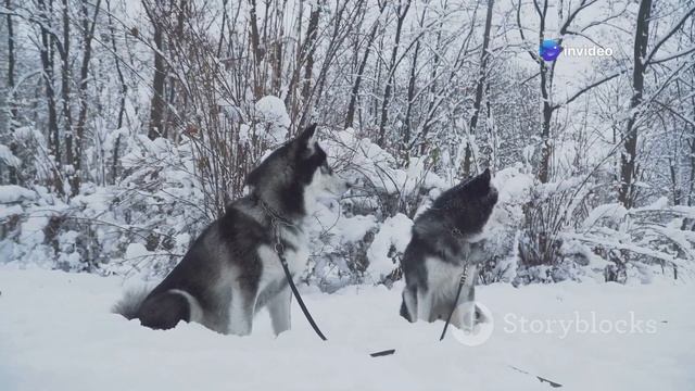 Побег из ГУЛАГа: 4 месяца в тайге – реальная история вы смотреть онлайн