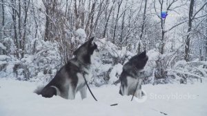 Побег из ГУЛАГа: 4 месяца в тайге – реальная история вы