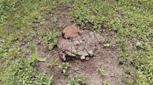 Как удалить пень от яблони с участка. Яблоня, посаженная в конце восьмидесятых годов прошлого века