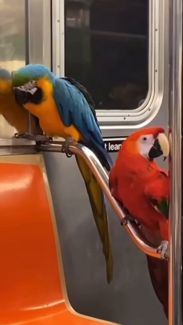 Побег из курятника #янкибулочка #yankeebulochka #сша #funny #живо смотреть онлайн