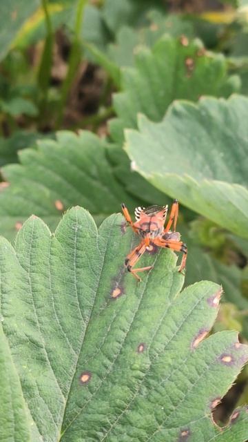 клоп-убийца.mp4 смотреть онлайн