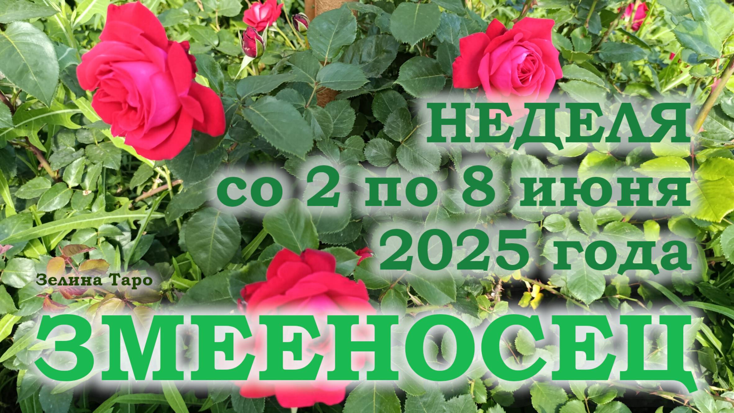 ЗМЕЕНОСЕЦ | ТАРО прогноз на неделю со 2 по 8 июня 2025 года