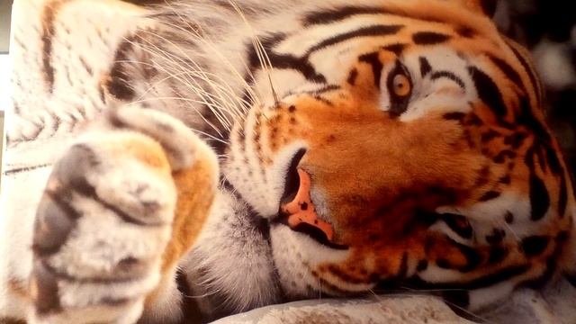 Леди баг и Супер кот смотреть онлайн