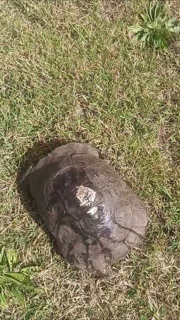 Милашка-черепашка. Турция. Отель Fortezza Beach Resort