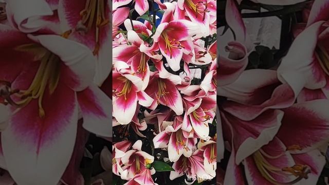 Дарите женщинам цветы смотреть онлайн