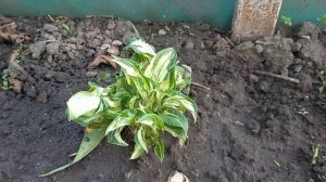 Небольшой обзор хост. Liberty, Pin-up, Trendsetter.....