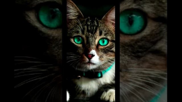 какие обои вам нравятся больше? смотреть онлайн