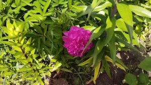 Цветение розы Альпин Сансет. video 20240625 050313 edit