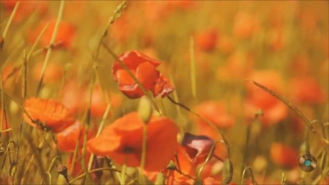 Уголок России. ВИА 