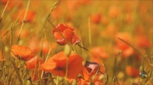 Уголок России. ВИА "Песняры". Проникновенная и очень ду