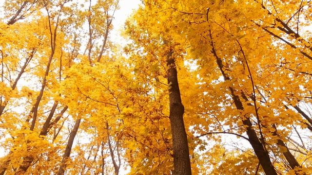 C418 - Dry Hands [Minecraft kalimba cover] TABS │ [Майнкрафт кавер на калим? смотреть онлайн