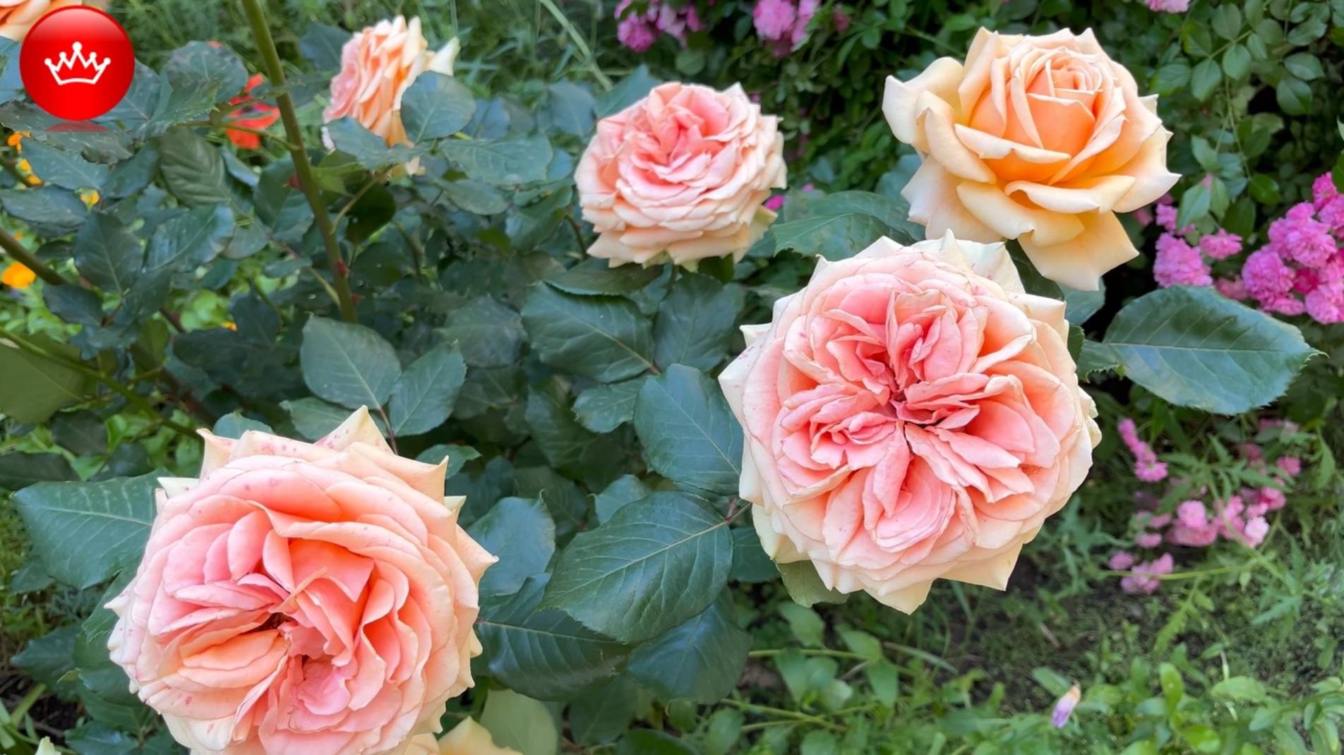 🌹Розы Краснодар июнь 2025. смотреть онлайн