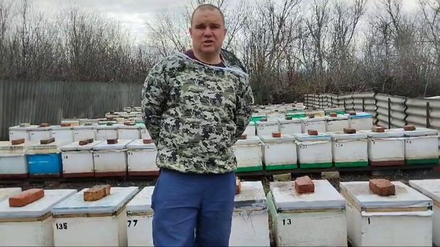 Пчеловодство. Нозема церано. Зимовка запасной матки. #пчеловодство #бакфаст #матководство