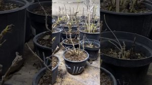 Залила крупнолистную гортензию