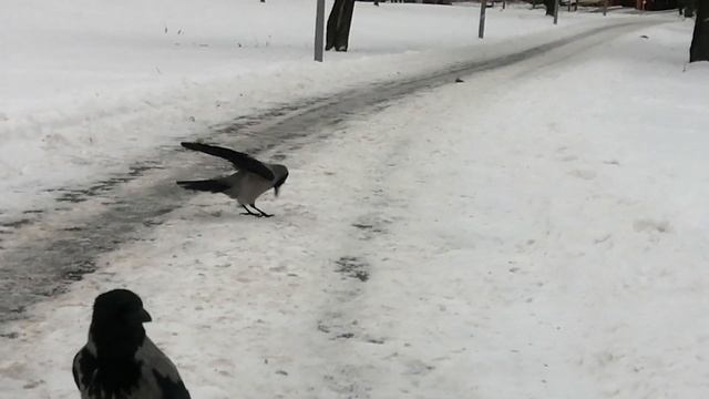 Ворона Деловая Девка лезет в гущу событий / Hooded crow Busy Gir смотреть онлайн