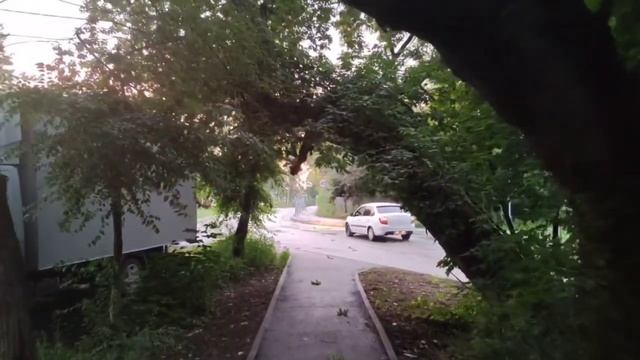 Опасные стволы над тротуаром