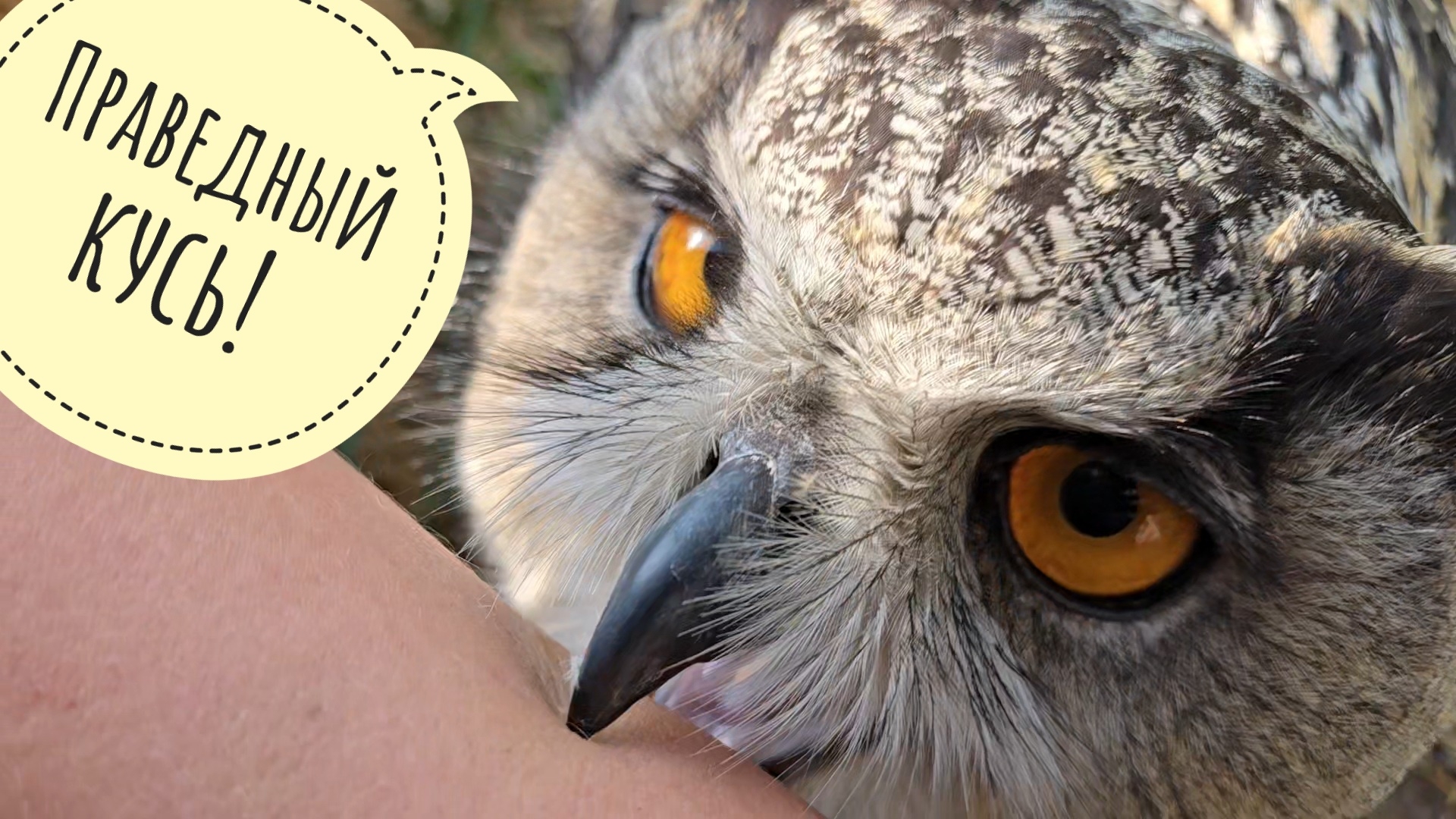 Сова Ёль снова злова! Всё, нет сил терпеть: ямку ломают, перья воруют, копать запрещают! ЪУЪ! смотреть онлайн