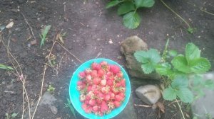 Клубника на грядке