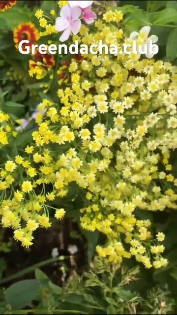 Астра Lemore (биссерная-солидастер) смотреть онлайн